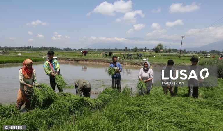 Índia: Plantação de arroz em Srinagar,  Caxemira