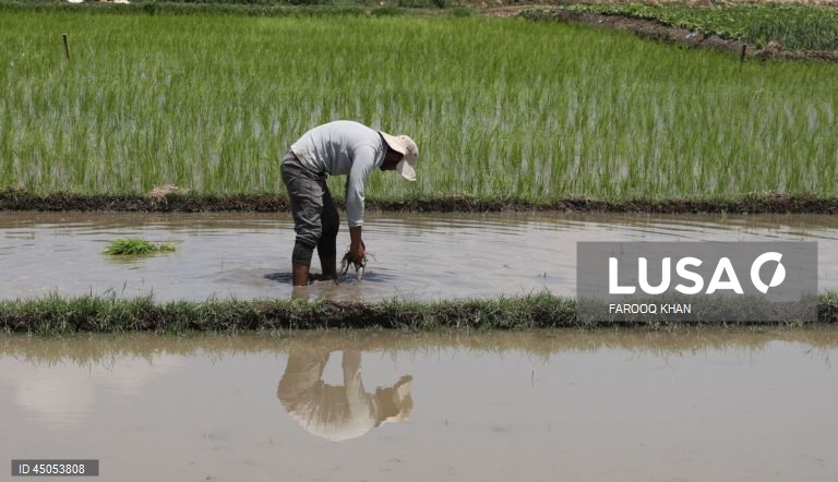 Índia: Plantação de arroz em Srinagar,  Caxemira