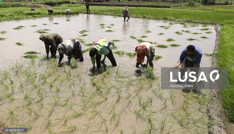 Índia: Plantação de arroz em Srinagar,  Caxemira