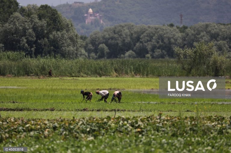 Índia: Plantação de arroz em Srinagar,  Caxemira