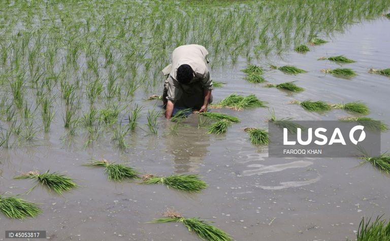 Índia: Plantação de arroz em Srinagar,  Caxemira