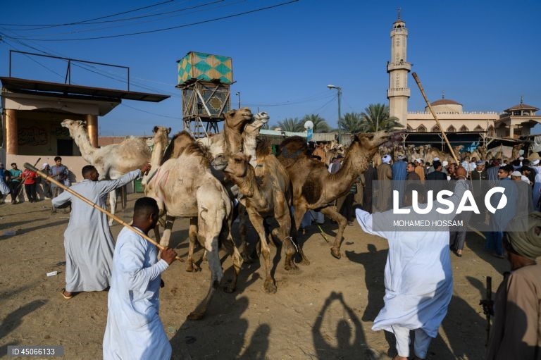 Mercado de camelos de Birqash antes do Eid Al-Adha no Egito