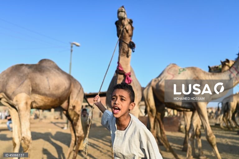 Mercado de camelos de Birqash antes do Eid Al-Adha no Egito