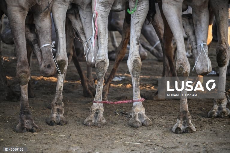 Mercado de camelos de Birqash antes do Eid Al-Adha no Egito