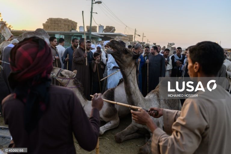 Mercado de camelos de Birqash antes do Eid Al-Adha no Egito