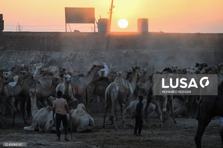 Mercado de camelos de Birqash antes do Eid Al-Adha no Egito