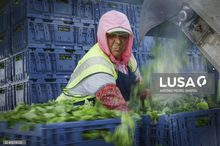 Uma trabalhadora colhe alface nos campos da Vitacress, empresa com uma estratégia de sustentabilidade que permite criar produtos com a garantia de um ecossistema saudável e atingir a neutralidade líquida de carbono até 2040, em Odemira, 30 de maio de 2025. (ACOMPANHA TEXTO DA LUSA DO DIA 02 DE JUNHO DE 2025). ANTÓNIO PEDRO SANTOS/LUSA