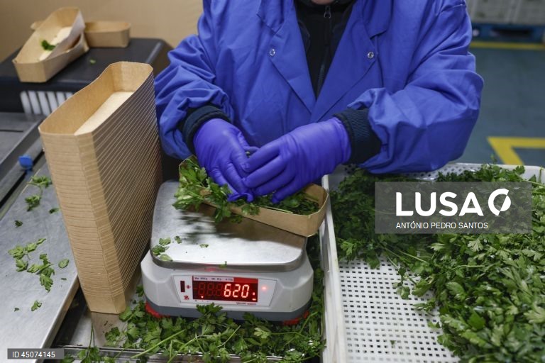 Uma trabalhadora embala coentros nas instalações da fábrica da Vitacress, empresa com uma estratégia de sustentabilidade que permite criar produtos com a garantia de um ecossistema saudável e atingir a neutralidade líquida de carbono até 2040, em Odemira, 30 de maio de 2025. (ACOMPANHA TEXTO DA LUSA DO DIA 02 DE JUNHO DE 2025). ANTÓNIO PEDRO SANTOS/LUSA