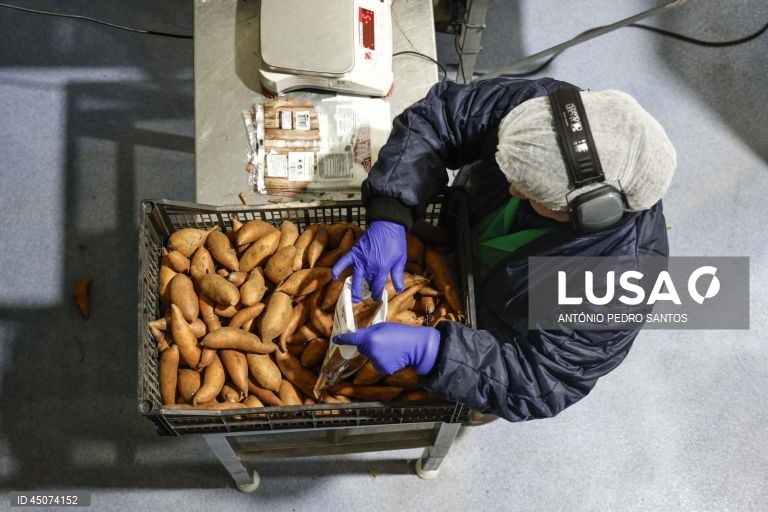 Uma trabalhadora embala batata doce nas instalações da fábrica da Vitacress, empresa com uma estratégia de sustentabilidade que permite criar produtos com a garantia de um ecossistema saudável e atingir a neutralidade líquida de carbono até 2040, em Odemira, 30 de maio de 2025. (ACOMPANHA TEXTO DA LUSA DO DIA 02 DE JUNHO DE 2025). ANTÓNIO PEDRO SANTOS/LUSA