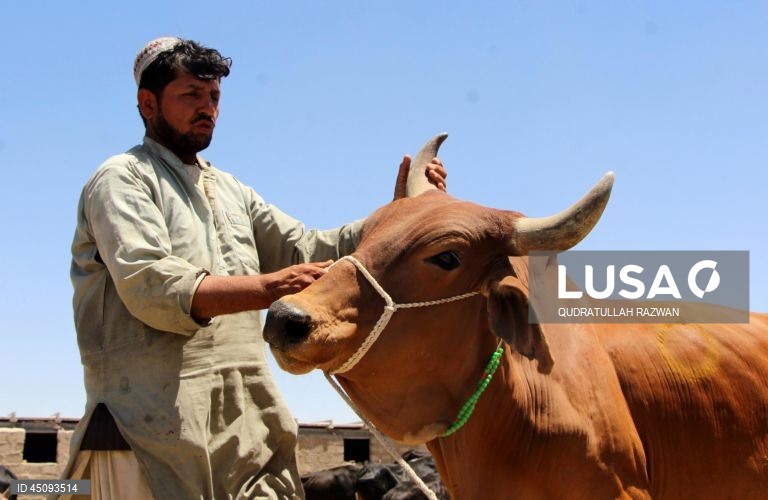 Islão: Celebrações do Dia do Sacrificio (Eid al-Adha)