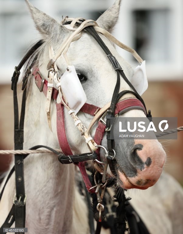 Reino Unido: Feira do Cavalo de Appleby