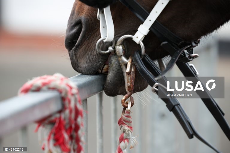 Reino Unido: Feira do Cavalo de Appleby