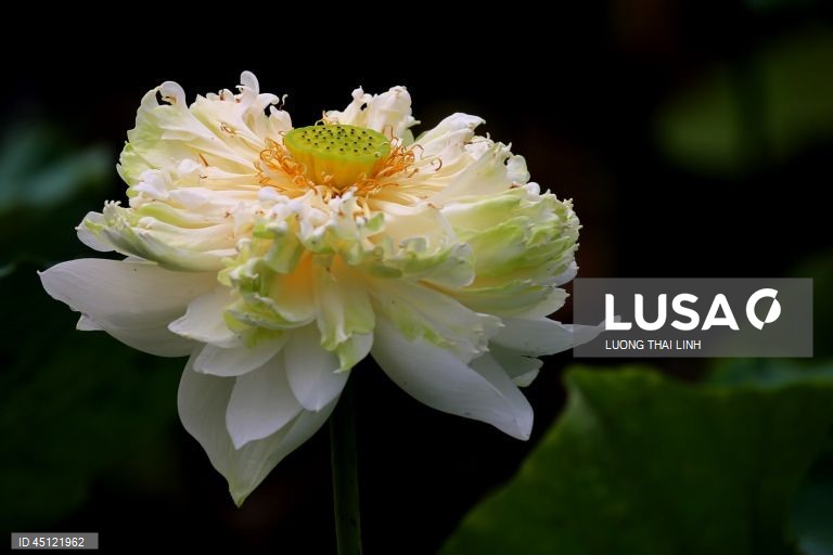 Época do lotus no Vietname