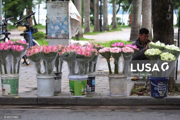 Época do lotus no Vietname