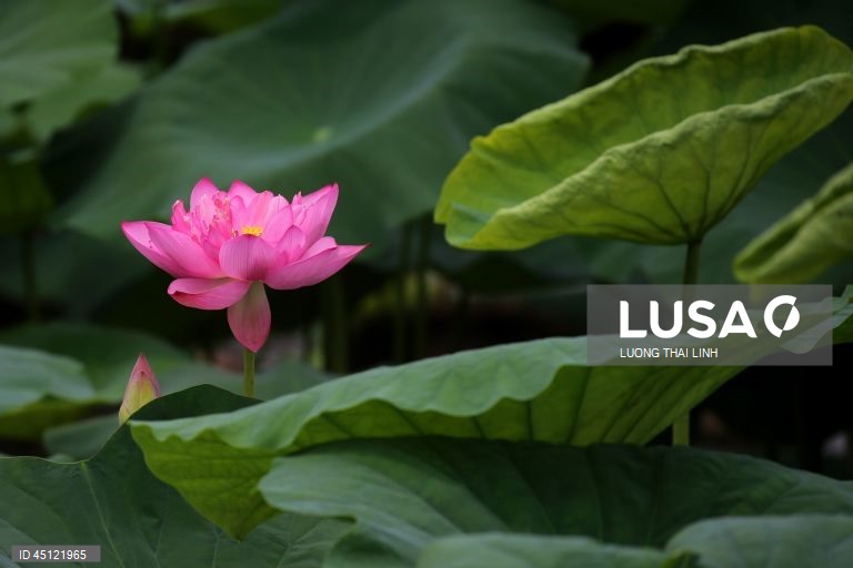 Época do lotus no Vietname