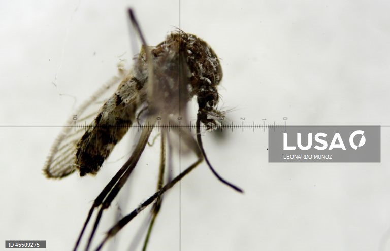 Dia Mundial do Mosquito