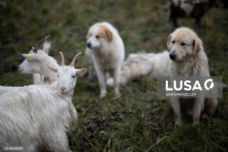 Suíça: Ovelhas descem do pasto alpino de Zanai