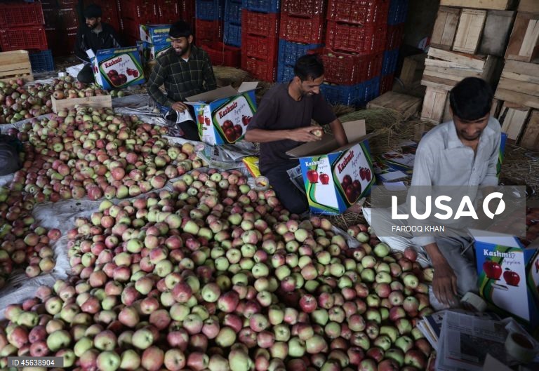 Índia: Colheita da maçã em Caxemira