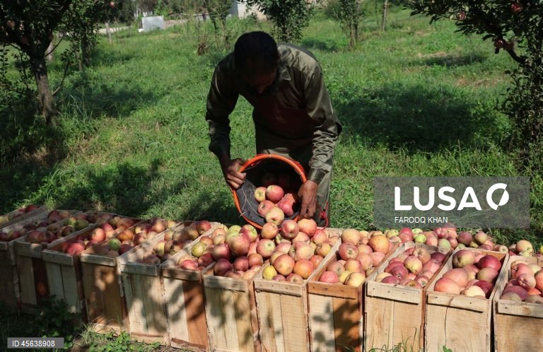 Índia: Colheita da maçã em Caxemira