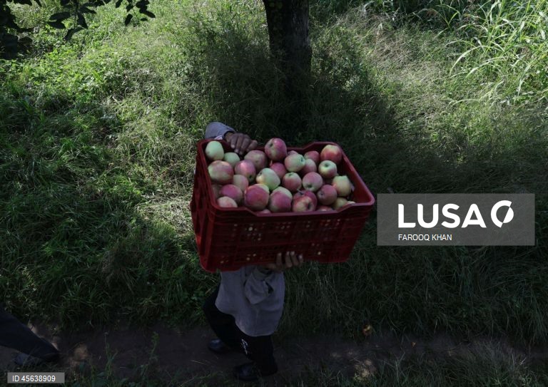 Índia: Colheita da maçã em Caxemira