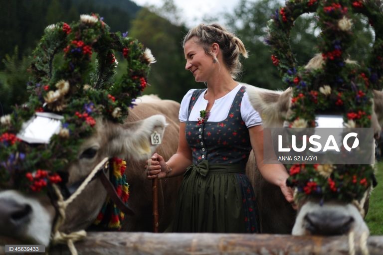 Alemanha: Festival tradicional alpino de «Viehscheid» em Bad Hindelang