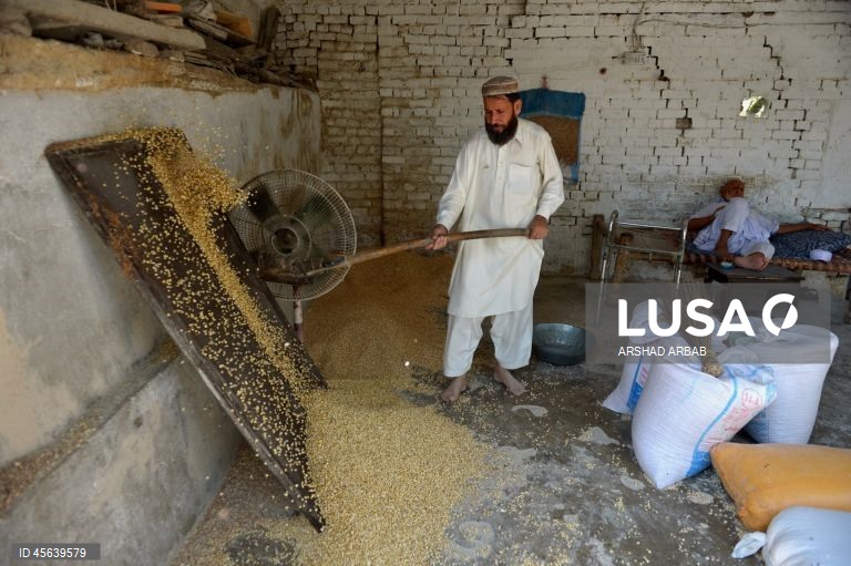 Paquistão: Comércio de trigo