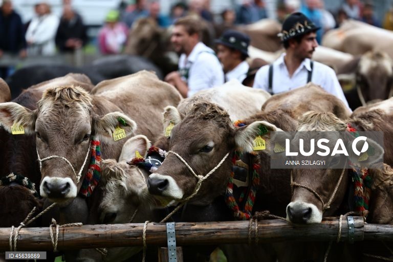 Alemanha: Festival tradicional alpino de «Viehscheid» em Bad Hindelang