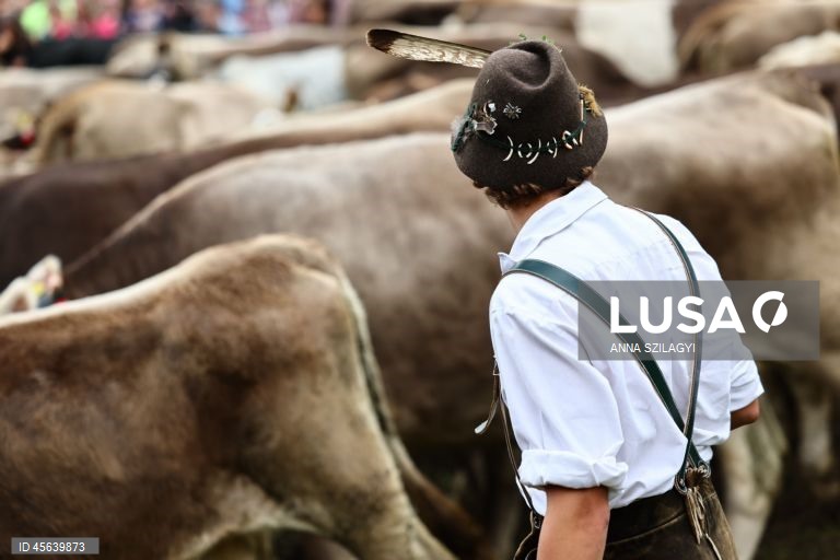 Alemanha: Festival tradicional alpino de «Viehscheid» em Bad Hindelang