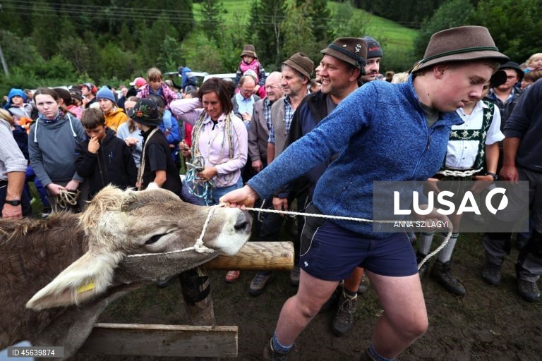 Alemanha: Festival tradicional alpino de «Viehscheid» em Bad Hindelang