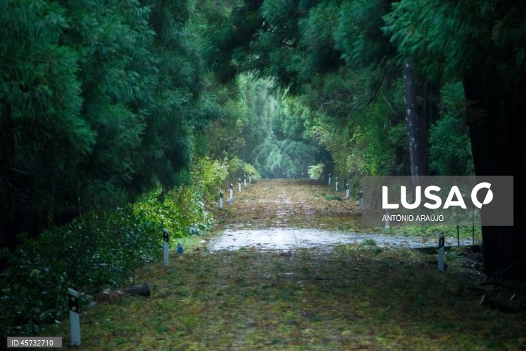 Estrada coberta de folhas e ramos partidos, na sequência da passagem da depressão pós-tropical Gabrielle, São Bartolomeu, Angra do Heroísmo, ilha Terceira, Açores, 26 de setembro de 2025. O ciclone tropical Gabrielle que atinge os Açores deixou de ser um furacão de categoria 1 e passou a ser uma depressão pós-tropical, mas as preocupações mantêm-se, segundo o Instituto Português do Mar e da Atmosfera (IPMA). ANTÓNIO ARAÚJO/LUSA