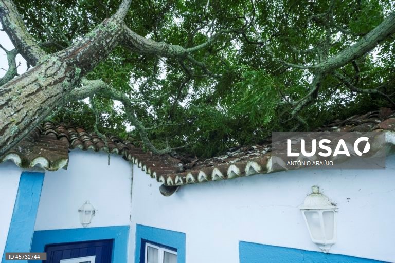Queda de uma árvore sobre o telhado de uma habitação nos Altares, Angra do Heroísmo, ilha Terceira, Açores, 26 de setembro de 2025. O ciclone tropical Gabrielle que atinge os Açores deixou de ser um furacão de categoria 1 e passou a ser uma depressão pós-tropical, mas as preocupações mantêm-se, segundo o Instituto Português do Mar e da Atmosfera (IPMA). ANTÓNIO ARAÚJO/LUSA