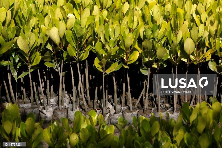 Indonésia: Ação de plantação de manguezais para campanha de turismo sustentável