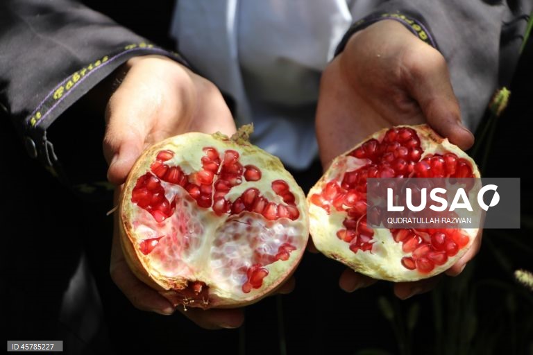 Colheita de romãs em Kandahar, Afeganistão. De acordo com o Departamento de Agricultura, Irrigação e Pecuária de Kandahar, espera-se que a colheita de romãs diminua cerca de 10% devido à seca, para aproximadamente 274 000 toneladas.  Regiões que cultivam romãs, como Arghandab e Arghistan, são particularmente conhecidas e têm alta procura nos mercados internacionais. 