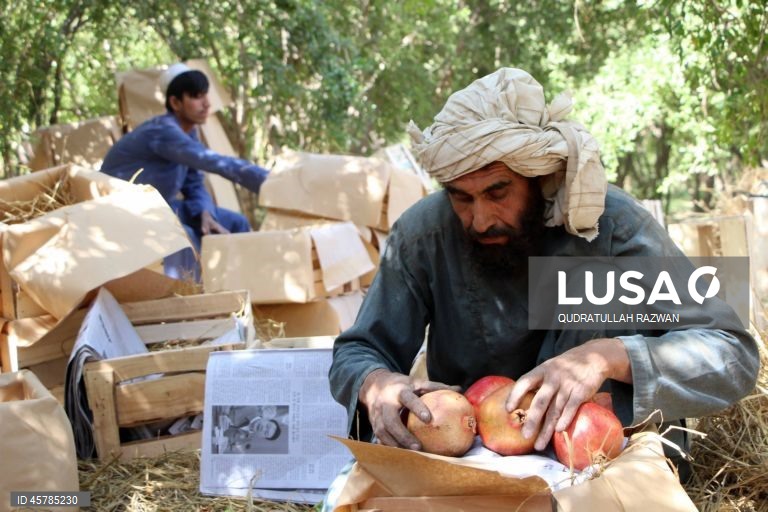 Colheita de romãs em Kandahar, Afeganistão. De acordo com o Departamento de Agricultura, Irrigação e Pecuária de Kandahar, espera-se que a colheita de romãs diminua cerca de 10% devido à seca, para aproximadamente 274 000 toneladas.  Regiões que cultivam romãs, como Arghandab e Arghistan, são particularmente conhecidas e têm alta procura nos mercados internacionais. 