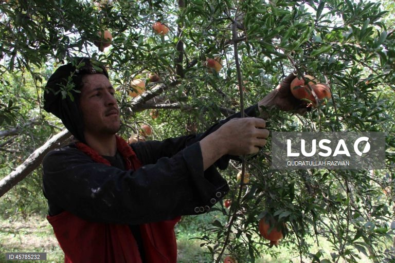 Colheita de romãs em Kandahar, Afeganistão. De acordo com o Departamento de Agricultura, Irrigação e Pecuária de Kandahar, espera-se que a colheita de romãs diminua cerca de 10% devido à seca, para aproximadamente 274 000 toneladas.  Regiões que cultivam romãs, como Arghandab e Arghistan, são particularmente conhecidas e têm alta procura nos mercados internacionais. 