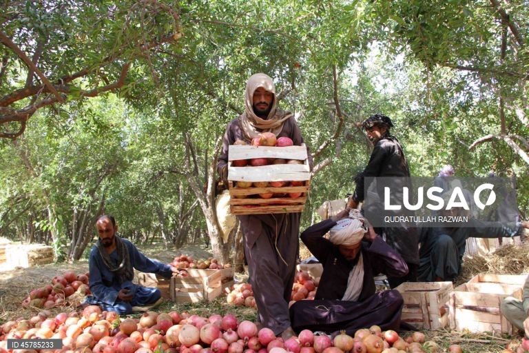Colheita de romãs em Kandahar, Afeganistão. De acordo com o Departamento de Agricultura, Irrigação e Pecuária de Kandahar, espera-se que a colheita de romãs diminua cerca de 10% devido à seca, para aproximadamente 274 000 toneladas.  Regiões que cultivam romãs, como Arghandab e Arghistan, são particularmente conhecidas e têm alta procura nos mercados internacionais. 