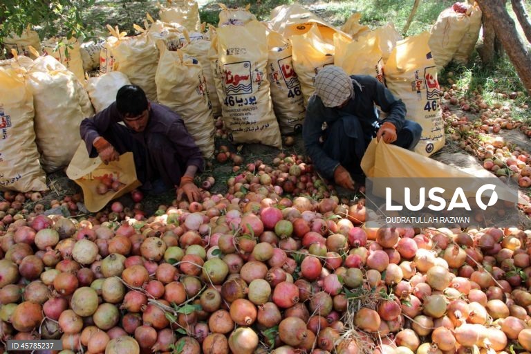 Colheita de romãs em Kandahar, Afeganistão. De acordo com o Departamento de Agricultura, Irrigação e Pecuária de Kandahar, espera-se que a colheita de romãs diminua cerca de 10% devido à seca, para aproximadamente 274 000 toneladas.  Regiões que cultivam romãs, como Arghandab e Arghistan, são particularmente conhecidas e têm alta procura nos mercados internacionais. 
