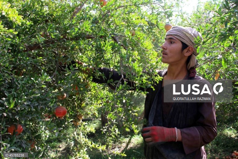 Colheita de romãs em Kandahar, Afeganistão. De acordo com o Departamento de Agricultura, Irrigação e Pecuária de Kandahar, espera-se que a colheita de romãs diminua cerca de 10% devido à seca, para aproximadamente 274 000 toneladas.  Regiões que cultivam romãs, como Arghandab e Arghistan, são particularmente conhecidas e têm alta procura nos mercados internacionais. 
