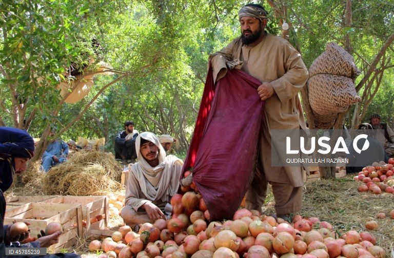 Colheita de romãs em Kandahar, Afeganistão. De acordo com o Departamento de Agricultura, Irrigação e Pecuária de Kandahar, espera-se que a colheita de romãs diminua cerca de 10% devido à seca, para aproximadamente 274 000 toneladas.  Regiões que cultivam romãs, como Arghandab e Arghistan, são particularmente conhecidas e têm alta procura nos mercados internacionais. 