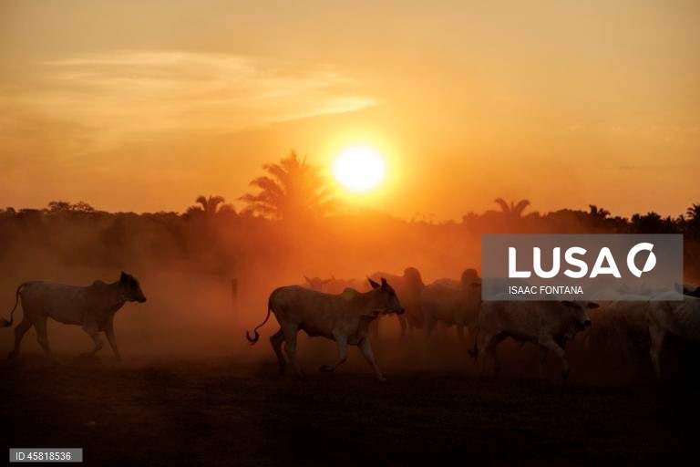 Brasil promove identificação de vacas na Amazônia