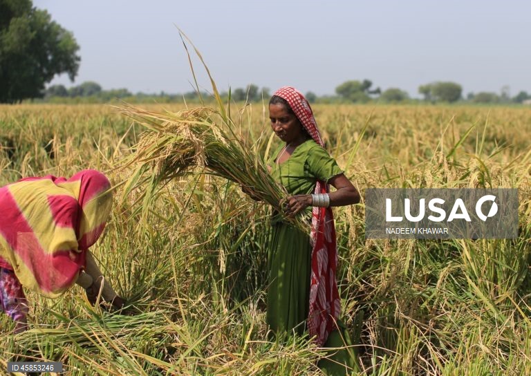 Paquistão: Mulheres trabalham num campo de arroz nos arredores de Hyderabad