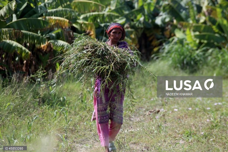 Paquistão: Mulheres trabalham num campo de arroz nos arredores de Hyderabad