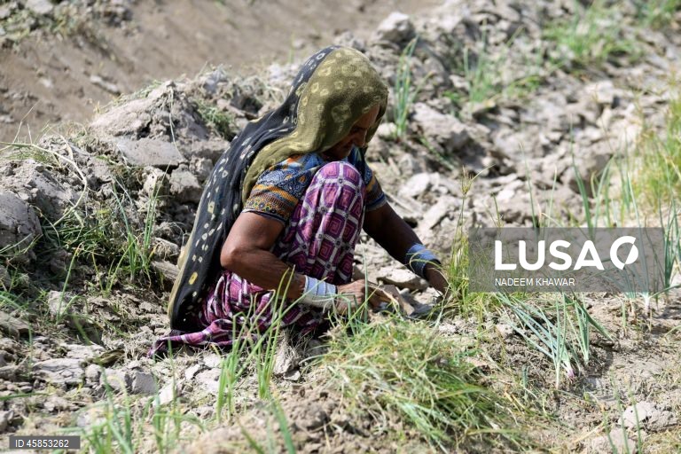 Paquistão: Mulheres trabalham num campo de arroz nos arredores de Hyderabad