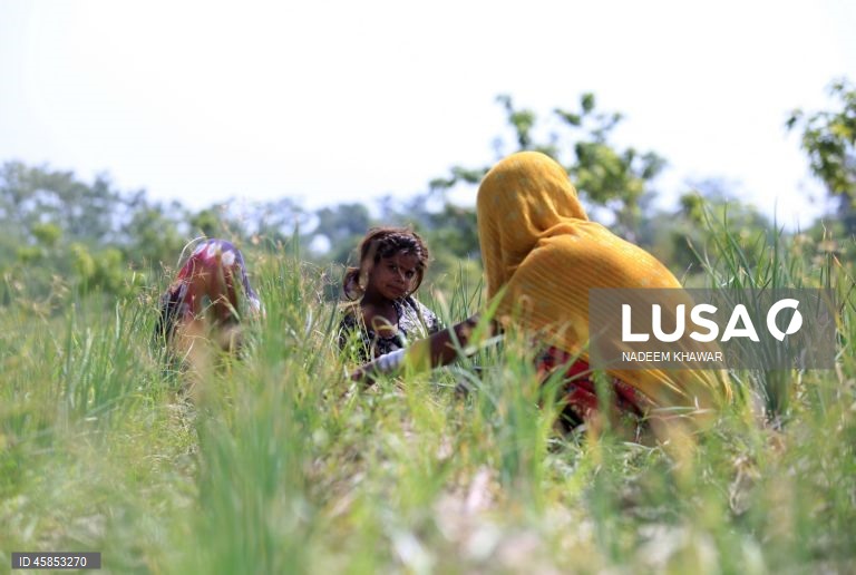 Paquistão: Mulheres trabalham num campo de arroz nos arredores de Hyderabad
