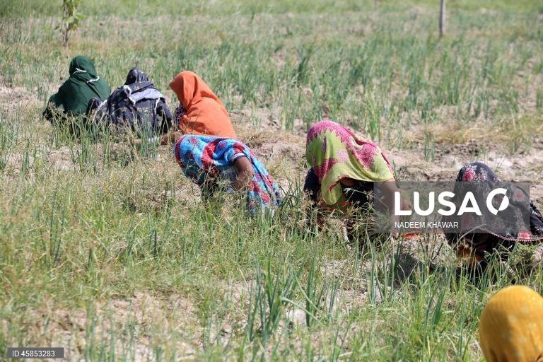 Paquistão: Mulheres trabalham num campo de arroz nos arredores de Hyderabad