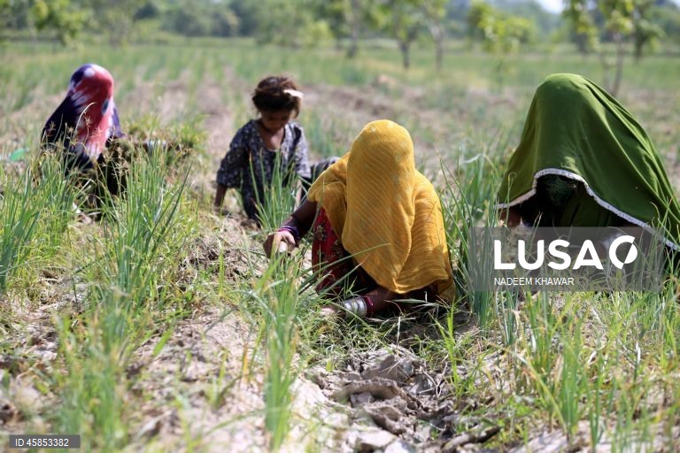 Paquistão: Mulheres trabalham num campo de arroz nos arredores de Hyderabad
