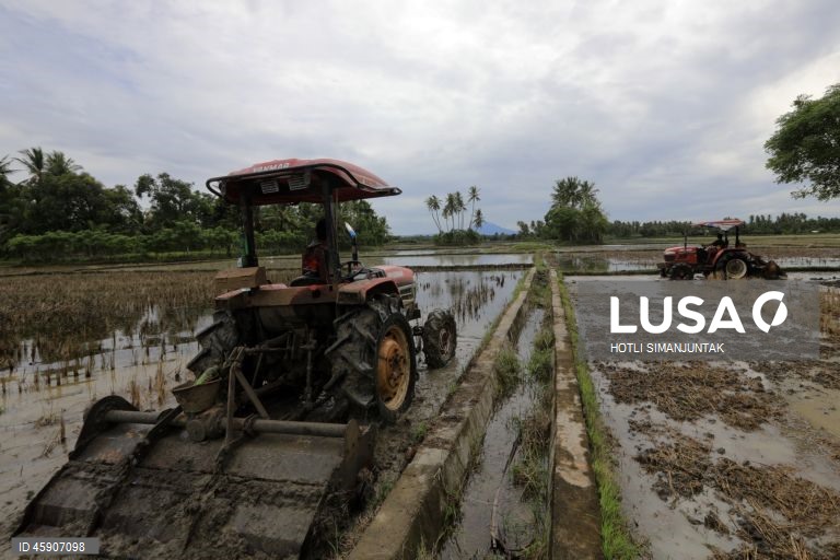 Início da época de plantação de arroz na Indonésia