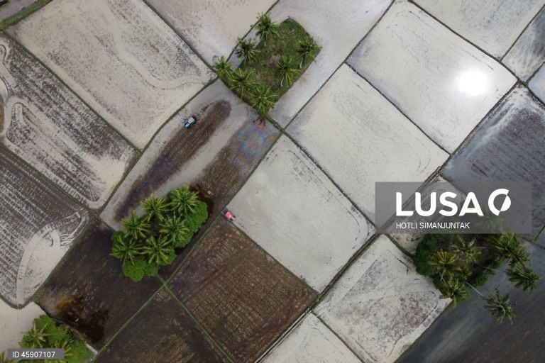 Início da época de plantação de arroz na Indonésia