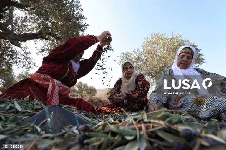 Agricultores palestinianos colhem azeitonas durante o aumento de ataques de colonos na Cisjordânia