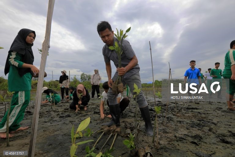 Alunos do Ensino Médio da Muhammadiyah plantam voluntariamente manguezais durante uma campanha de conservação de manguezais para estudantes em Banda Aceh, Indonésia.